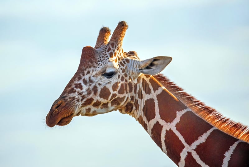 Giraffe Wildlife