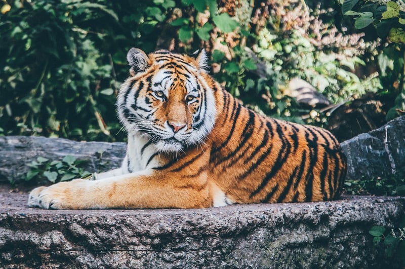 Tiger Safari